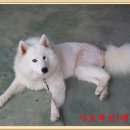 비금지킴이 이미지