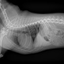 해피동물병원 이미지