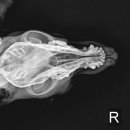 탕정동물의료센터 이미지