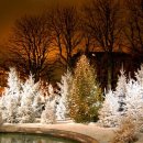 탄넨바움 이미지