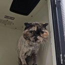 고양이발바닥 | 고양이발바닥 후기 🐾 청주고양이미용 만족 방문기