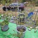 성숙농장 | 농장 수익 UP! 수확은 쉽고, 관리는 편한 블루베리 &#39;효자 품종&#39; 12가지 분석