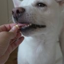 츄츄 | 강아지훈련용간식 마도로스펫 명태츄츄 급여 후기