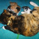 우리집 야옹이 이미지