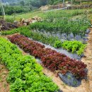 미소 펜션 이미지