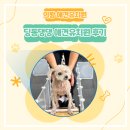 딩동댕댕 애견유치원 이미지