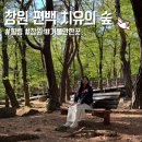 창원 편백 치유의 숲 주차장 유모차 강아지 애견동반 후기