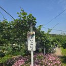 황암농장 | 울산아기랑체험 울산매실 매실따기체험(ft.6월 울산매실에서 매실따기체험!)