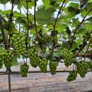 이레농장 이미지