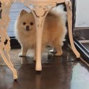 이브애견샵 이미지