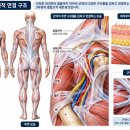 근막은 무슨 일을 할까? 근막의 기능과 근막통증·근막이완의 원리 이미지