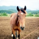 스크랩...종빈마& 시숫마 &1세 자(식)마들 이미지