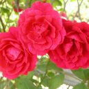 예산읍011 이미지