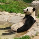 팬더 - 강남구 강남대로156길 13-4 | 팬더