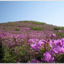 보성 일림산 제암산 철쭉 축제(5/2~5/10) 이미지