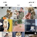 합천 일번지 켄넬 이미지