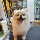 우리애견(멍멍이이발소) 이미지