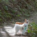 화인애견 이미지