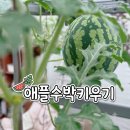 엔케이파트너스 - 안양시 동안구 엘에스로 92 | [정원일기] 122. 내돈내산 애플수박 키우기 70일차: 왜 한 모종에 하나만 달릴까? (순치기 마디 위치...