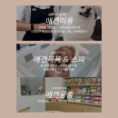 온니애견미용 이미지