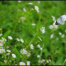 노랑나비 이미지