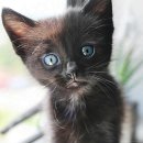 펫아미 강아지분양 고양이분양 동탄점 이미지