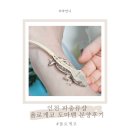 욜로푸드 | 인천 파충류샵 욜로게코 게코도마뱀 분양가 용품 후기