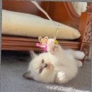 캣스토리 고양이분양 일산본점 이미지