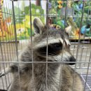 애니멀스쿨 이미지