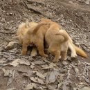 강아지사랑 이미지