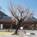 예쁜커피나무 이미지