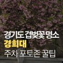 경기 용인 경희대학교 국제캠퍼스 겹벚꽃 명소 주차장 버스 이동 포토존 꿀팁