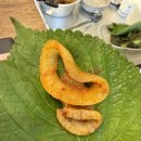 [파주] 파주 헤이리 맛집 애견동반 감성 식당 캠핑하는 오리 후기 (위치,정보,가격)