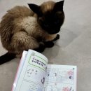 책고양이 이미지