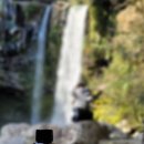 천지연무태장어천지연 이미지