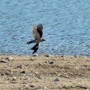 오리사냥 이미지