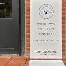 왓숑미용 이미지