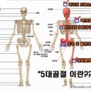 보험ㅡ5대골절진단바 ㅡ 정확히 확인하세요 이미지