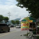 강원찰옥수수