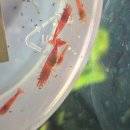 구피 | 파랑새 구피 트리오 봉달 후기 | 블러드메리 새우 포란 개체 등장!