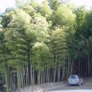 봄날의 전남 담양 대나무 숲 여행 이미지