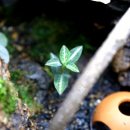 애니멀리움 이미지