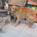 똑똑하개 | 남양주 다산동 다산애견미용,남양주애견미용 디스타일 대형견 리트리버 미용후기