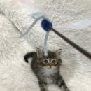 개청순한고양이 이미지