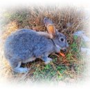 이본의원 | [옮긴 글] 토끼전 해석/한글소설 토끼전(별주부전)-작자미상