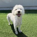 성수퍼피 | 성수 애견 유치원 성수 퍼피 숲의 집 5kg 1살 푸숑 1일 체험 후기