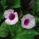 볼빨간 농원 이미지