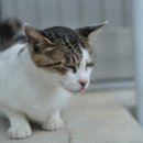 락앤롤 Daum카페