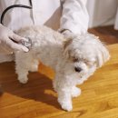 투게더동물병원 이미지