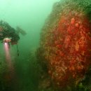 다이브(DIVE) 이미지